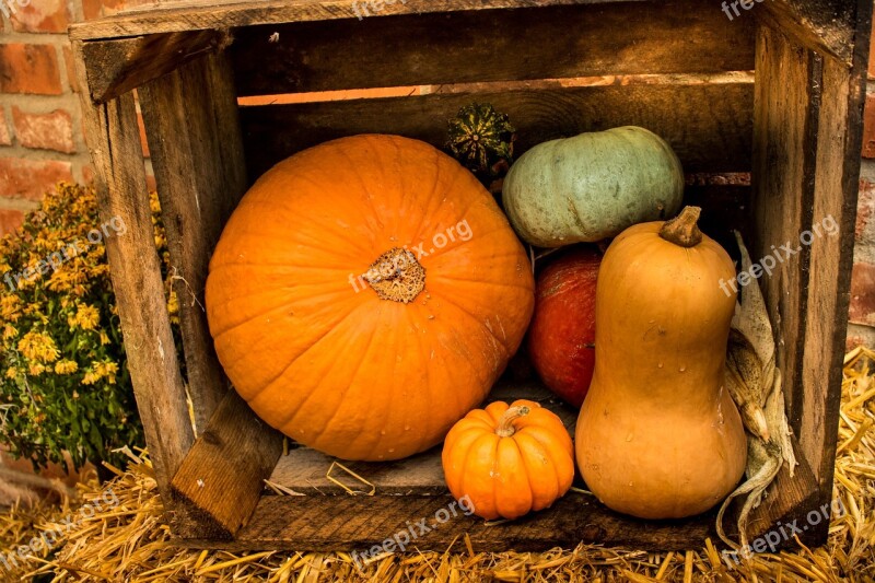 Pumpkin Autumn Pumpkin Decoration Halloween Orange