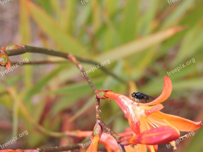 Fly Animal Flower Insect Bichito