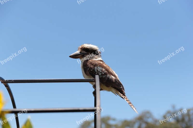 Kookaburra Bird Australian Wildlife Native