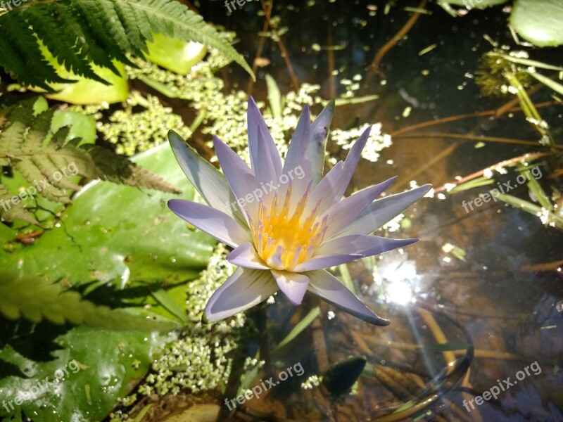 Flower Aquatica Flower Flowers Aquatic Plant Plant