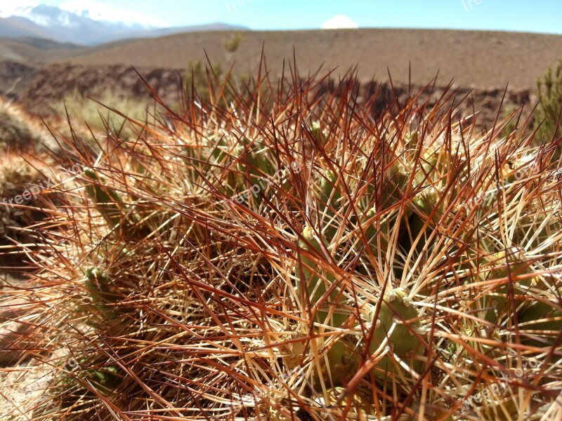 Atacama Desert Cactus Chile Free Photos