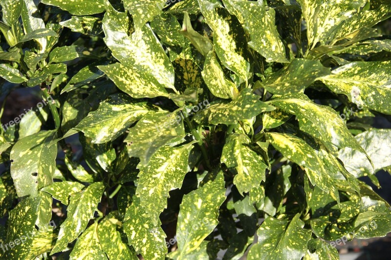 Green Leaves Variegated Foliage Colorful Leaf