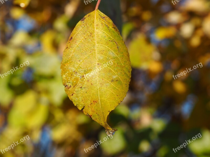 Sun Fall Foliage Autumn View Bank