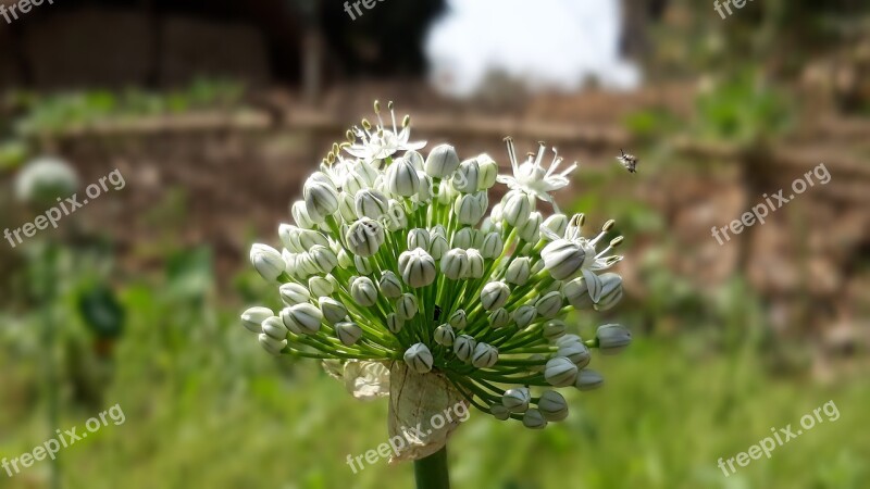 Onion Flower Close Up White Flower Free Photos