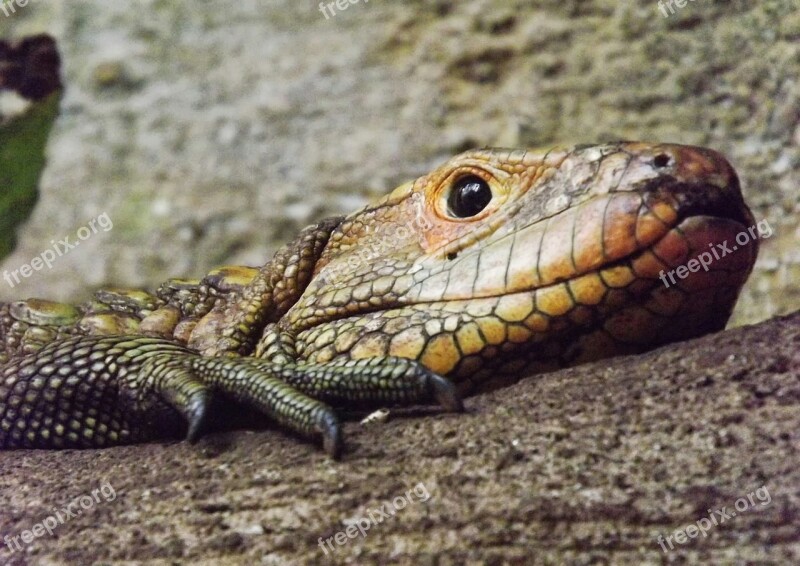 Reptile Lizard Vivarium Agama Animal