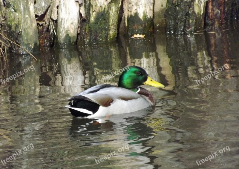 Duck Drake Colorful Feathers Water Bird Nature