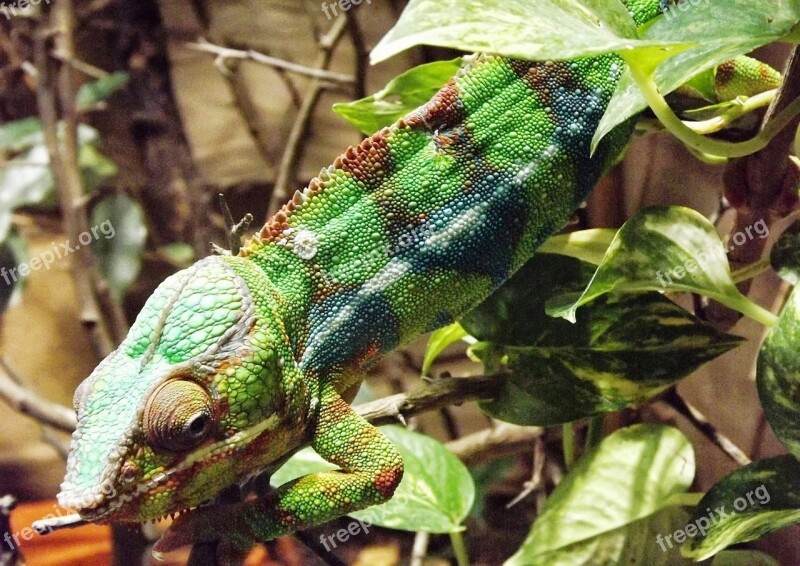 Chameleon Colored Color Reptile Green