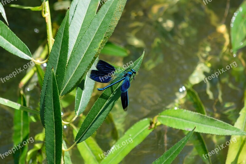 Demoiselle Insect Blue Wing Dragonfly