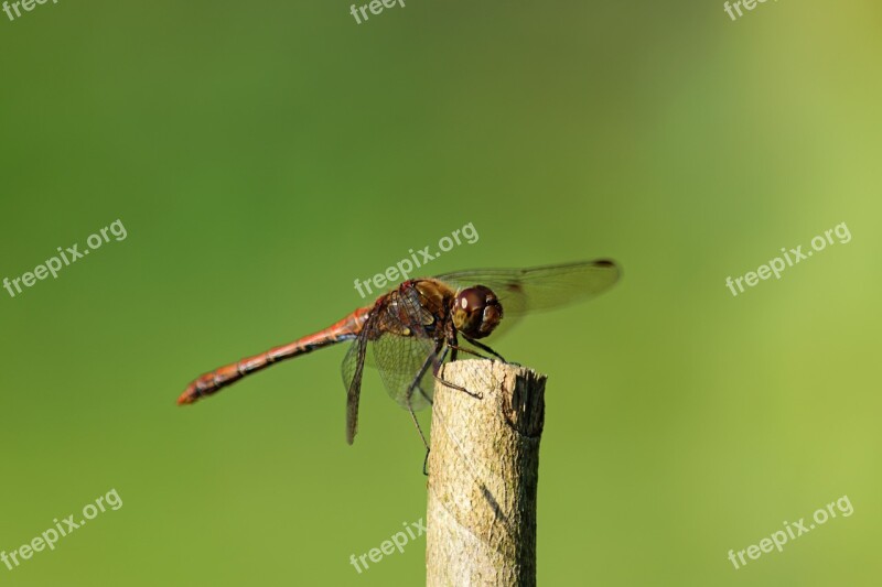 Dragonfly Insect Branch Nature Flight Insect