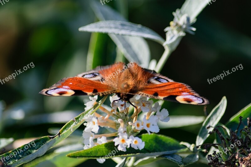 Butterfly Peacock Edelfalter Insect Close Up