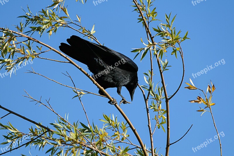 Raven Black Bird Feather Animal World