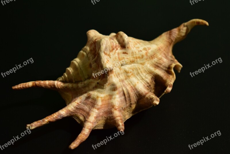 Shell Mollusk Snail Invertebrate Pattern