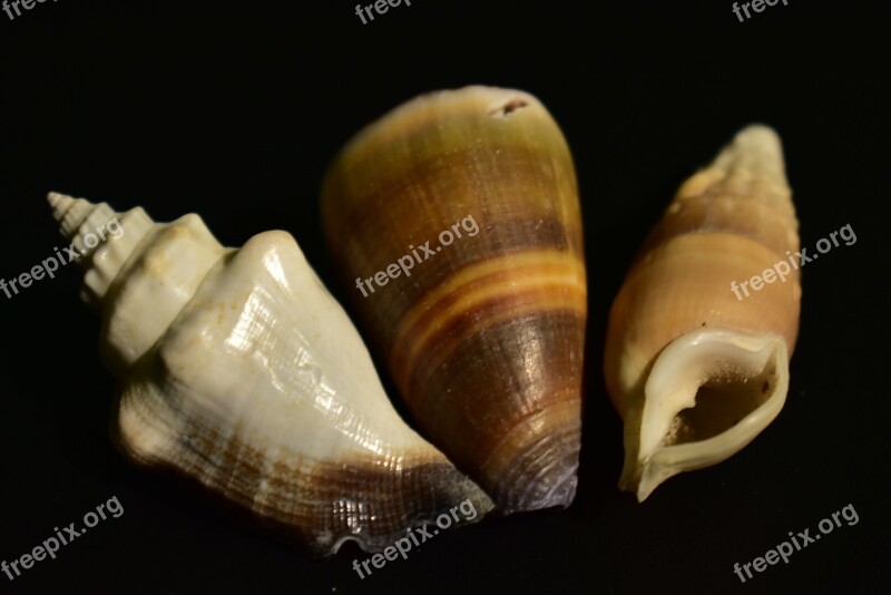 Shell Mollusk Snail Invertebrate Pattern