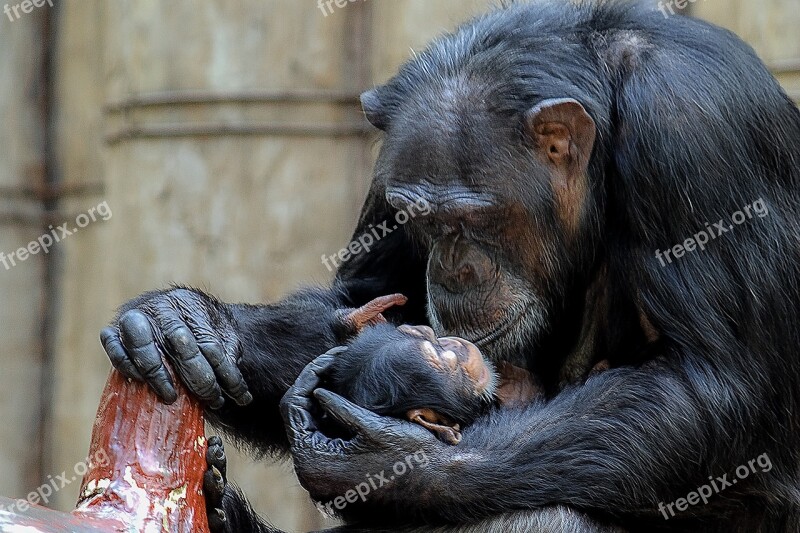 Monkey Chimpanzee Primate Africa Zoo