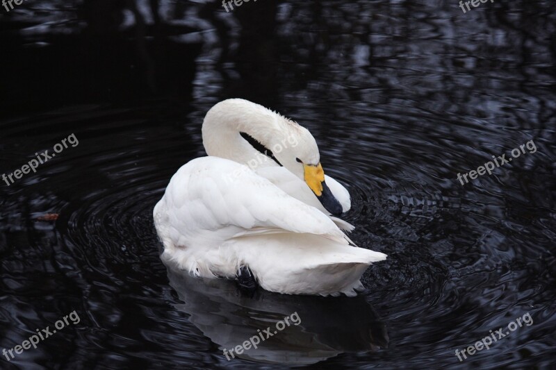 Swan Beauty Birds Pond White Swan