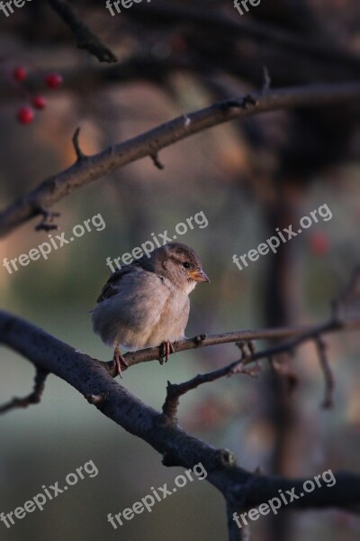 Bird Sparrow Russia Nature Birds