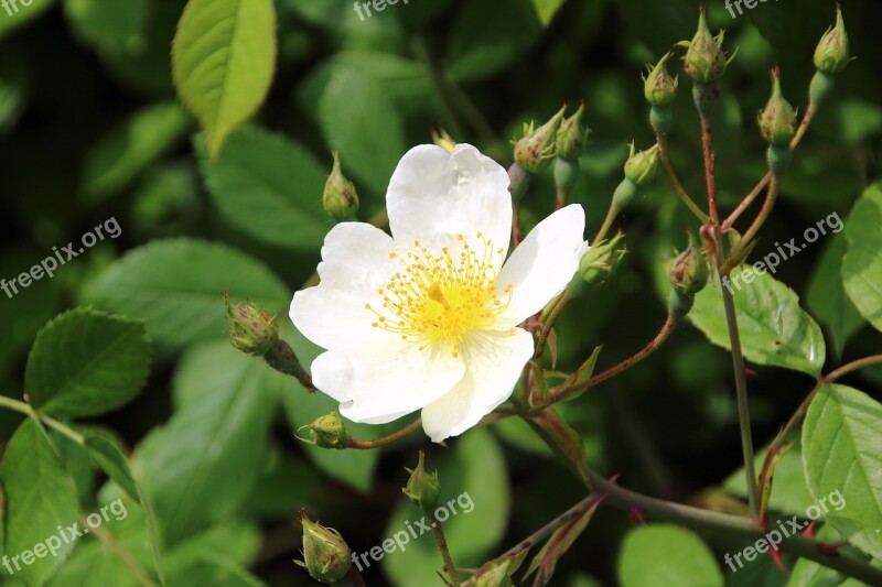 White Rose Flower White Flower Garden Petals