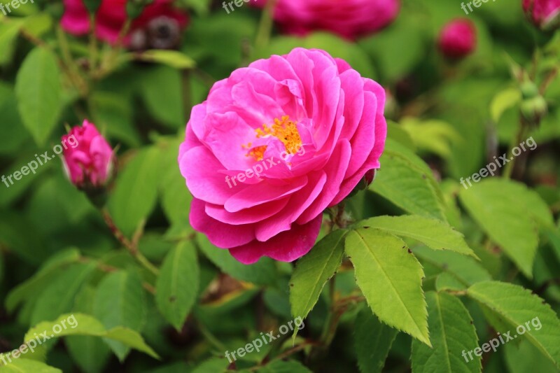 Pink Flower Pink Rose Rosebush Garden