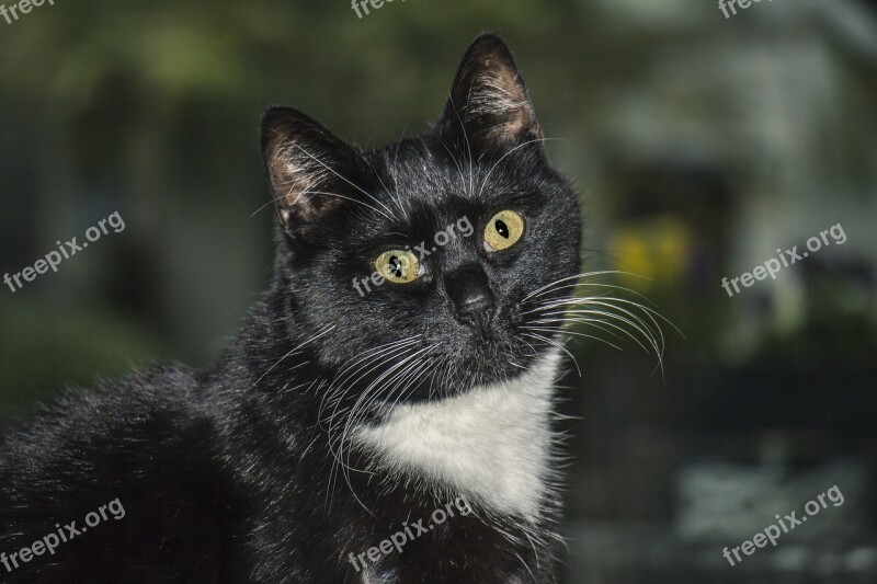 Cat Feline Cat Eyes Black Cat Free Photos