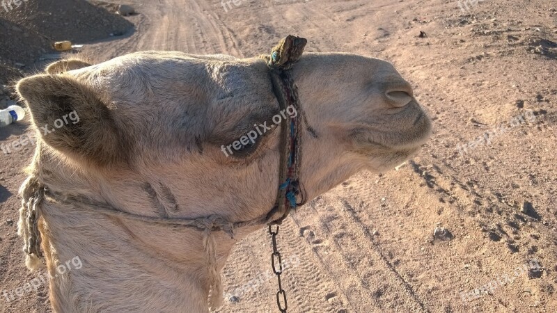 Camel Holidays Deer Africa Desert