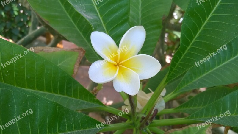 Flower Plant Summer Egypt Thermophilic Plants