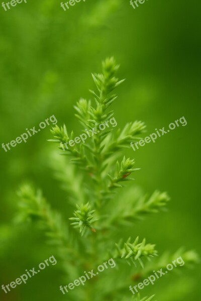 Green Plant Leaves Nature Forest