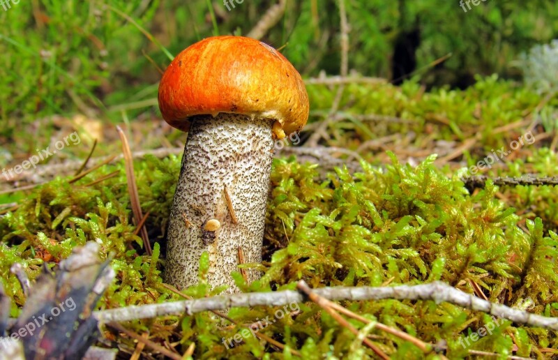 Orange-cap Boletus Mushroom Forest Edible Mushrooms Orange