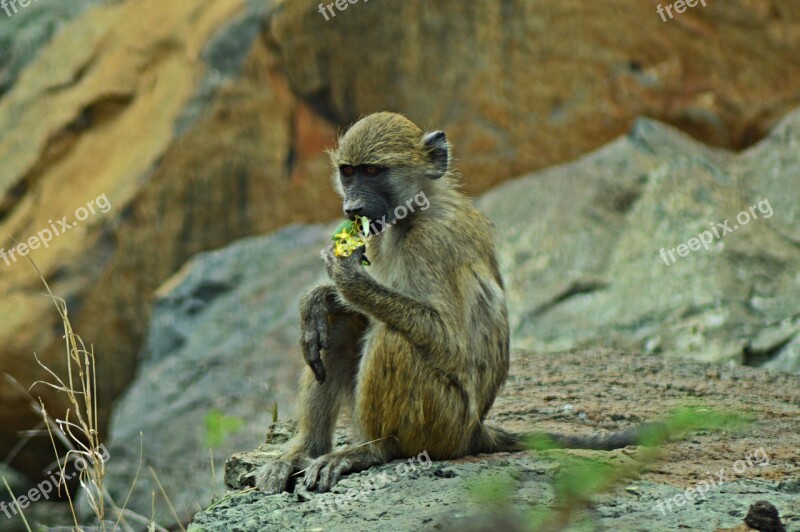 Vervet Monkey Africa Wildlife Flowers Nature