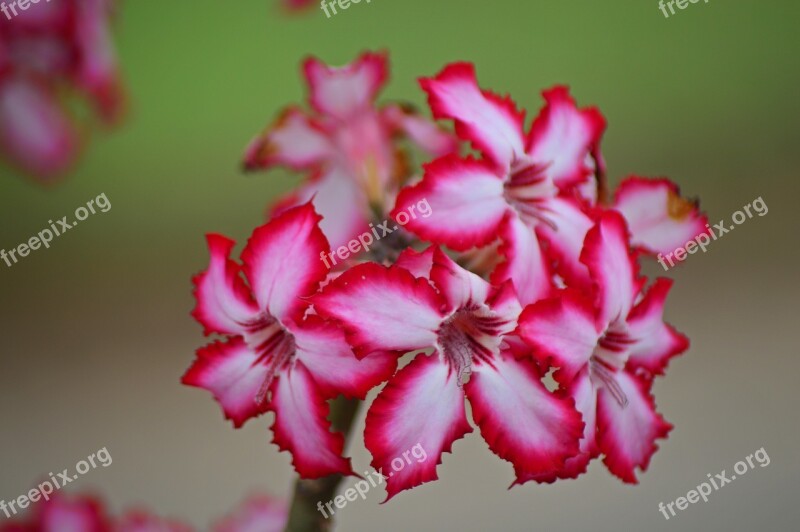 Impala Lily Flower Wild Nature Flora