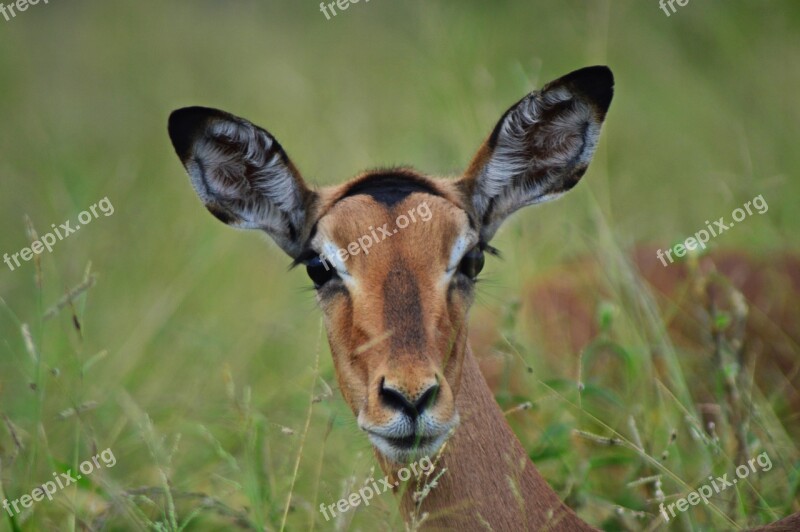 Impala Antelope Wildlife Animals Nature