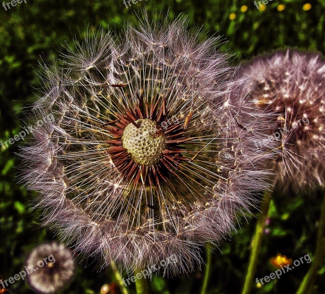 Dandelion Flight Screens Achaenen Infructescence Common Dandelion