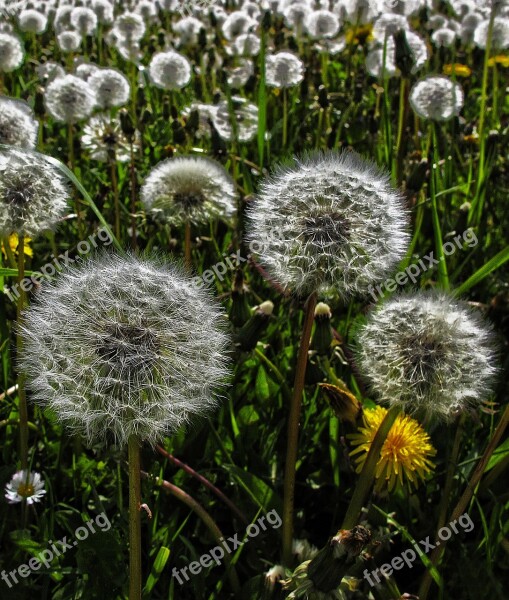 Dandelion Flight Screens Achaenen Infructescence Common Dandelion