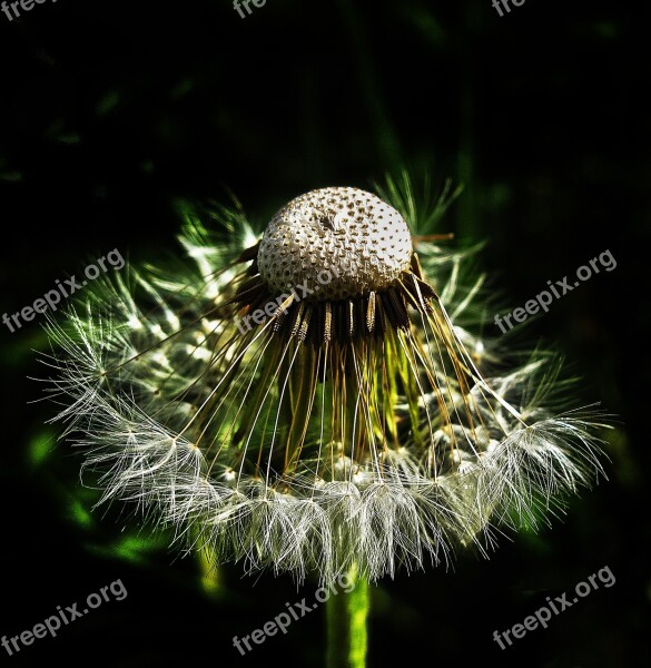 Dandelion Flight Screens Achaenen Infructescence Common Dandelion