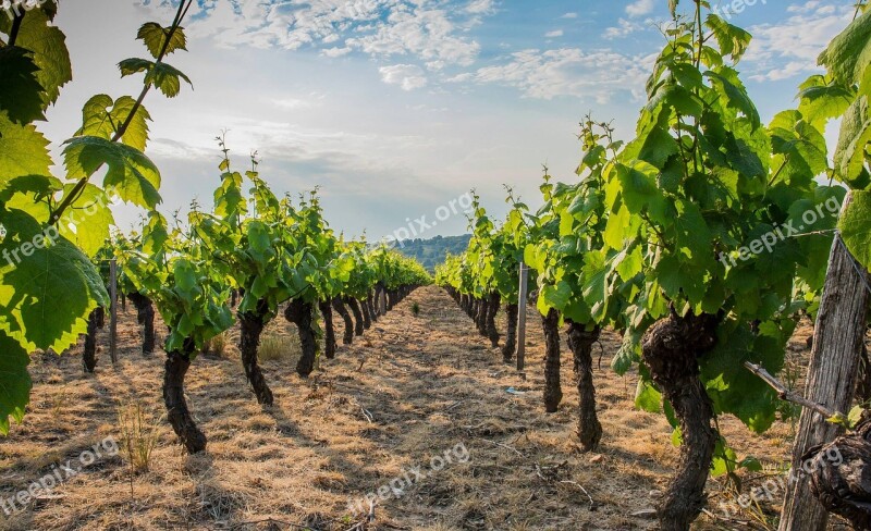 Vine Beaujolais Vineyard Wine Ceps