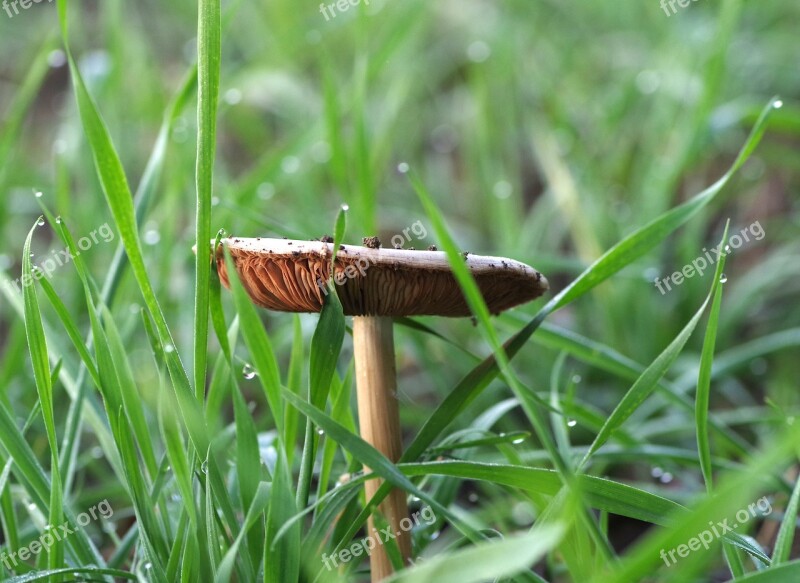 Mushroom Grasshopper Plaques Grass Meadow