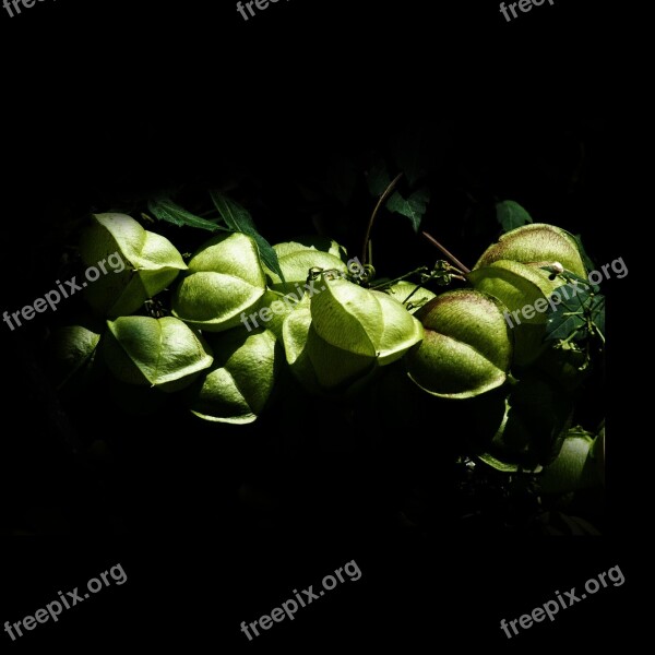 Fruit Berries Plant Nature Fruiting