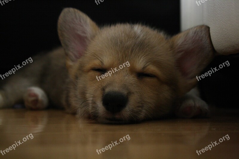 Sleeping Corgi Dog Pet Sleep