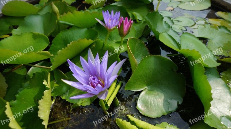 Flower Sacred Lotus Water Plant Free Photos