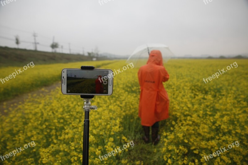 Rapeseed Field Sejong City Non Free Photos