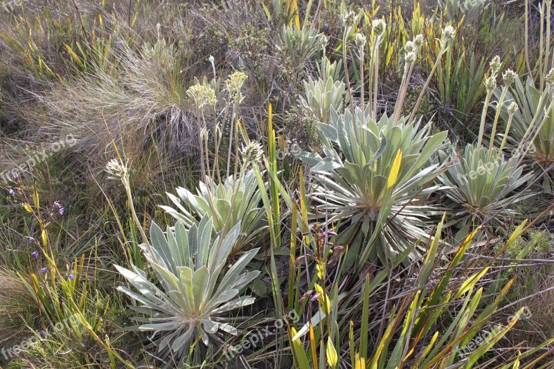 Frailejón Moor Colombia Mountain Paramo