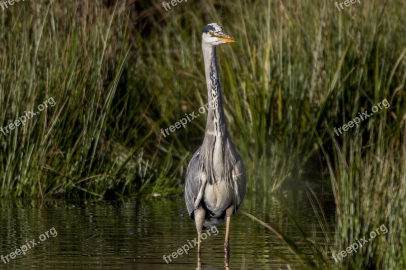 Grey Heron Water Bird Nature Animal