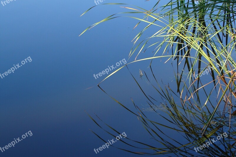 Pond Water Cane Free Photos