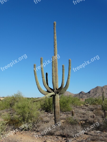 Saguaro Desert Sonoran Arizona Cactus