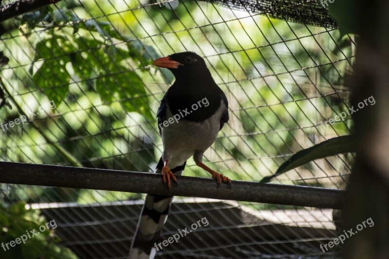 Birds Nature Flying Birds Animals Dove