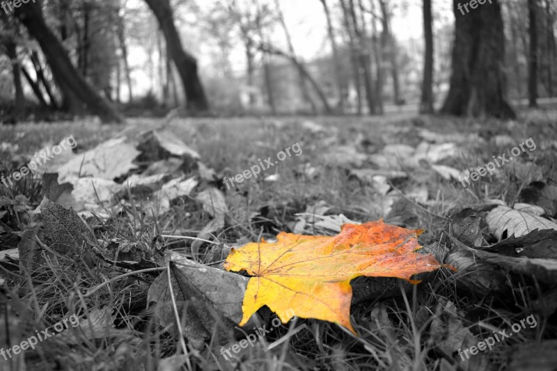 Yellow Leaves Red Leaves Autumn Black And White Dry Leaves