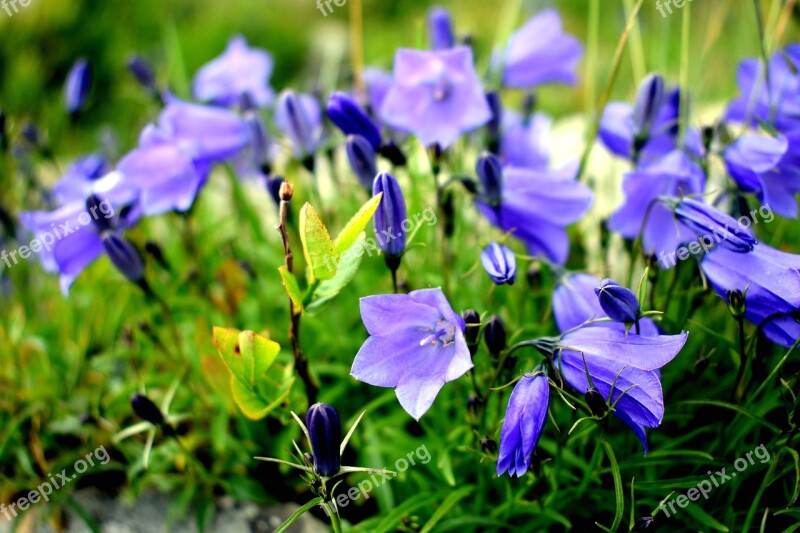 Flower Macro Nature Ringtone Blue Flowers