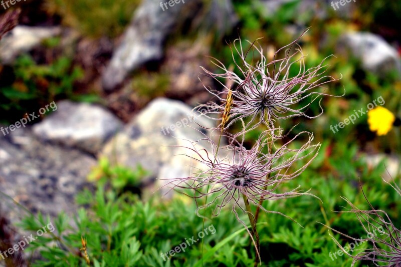 Flower Mountain Nature The Stones Hiking Trail