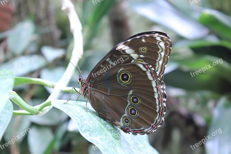 Butterfly Peacock Butterfly Butter Fly Free Photos