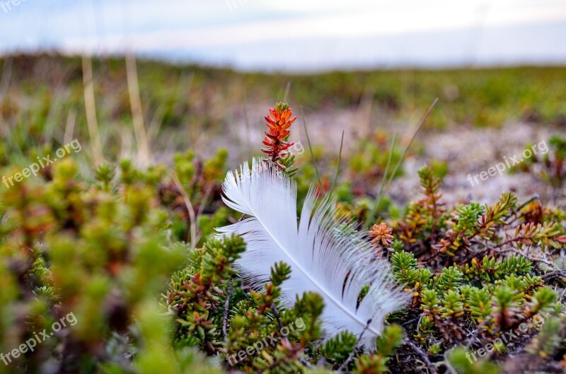 Feather Birds Of A Feather Nature Summer Landscape