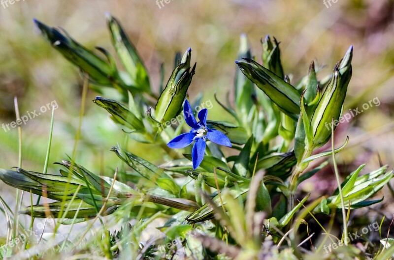 Mountain Gentian Snow Gentian Gentiana Nivalis Blue Flower Sky Blue Flower